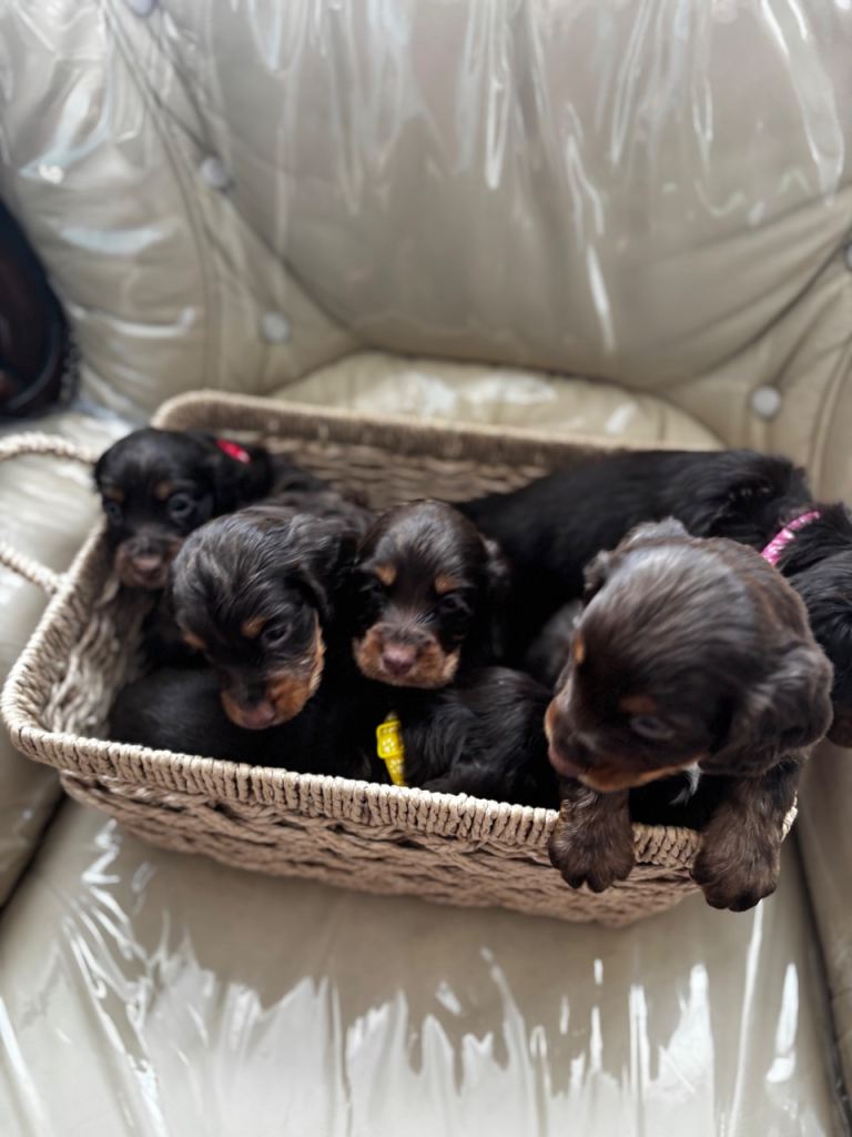 Chocolate & tan cocker spaniel puppies for sale 