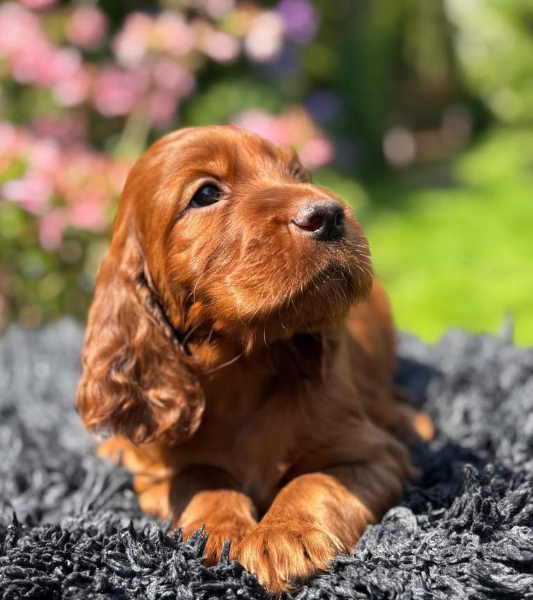 Beautiful Irish Setter Puppy – Home Breeding by Veterinarians
