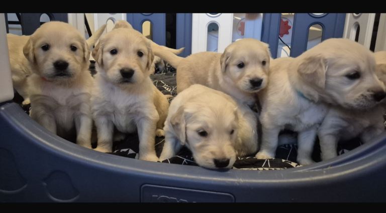 Golden retriever pups 