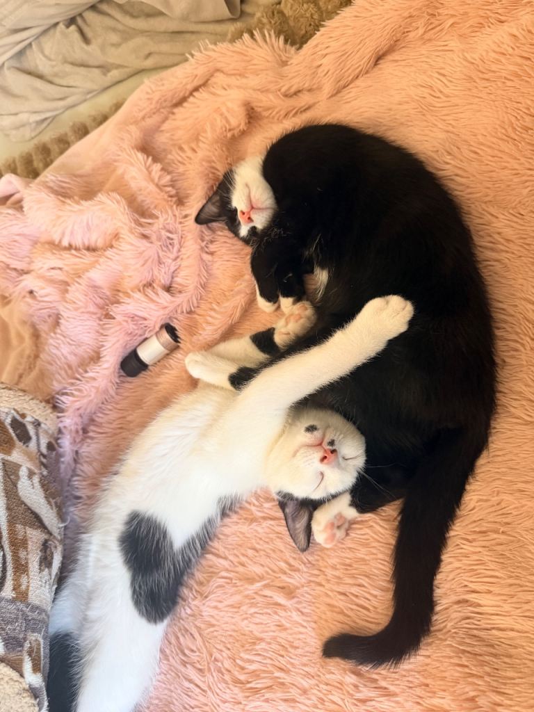 Kittens looking for loving home 