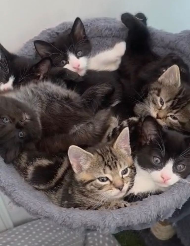 8 Cute Kittens for Sale – Feltham