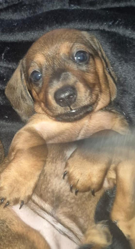 Gorgeous Dachshund Puppies
