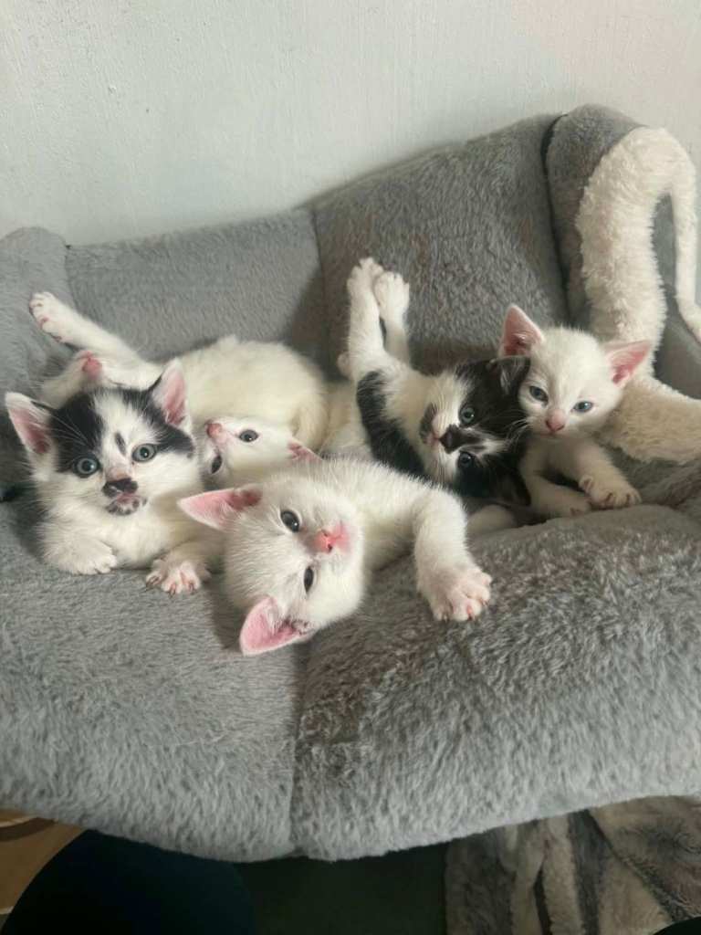 White kittens looking for loving new homes.
