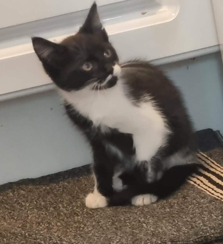 Kitten for sale 