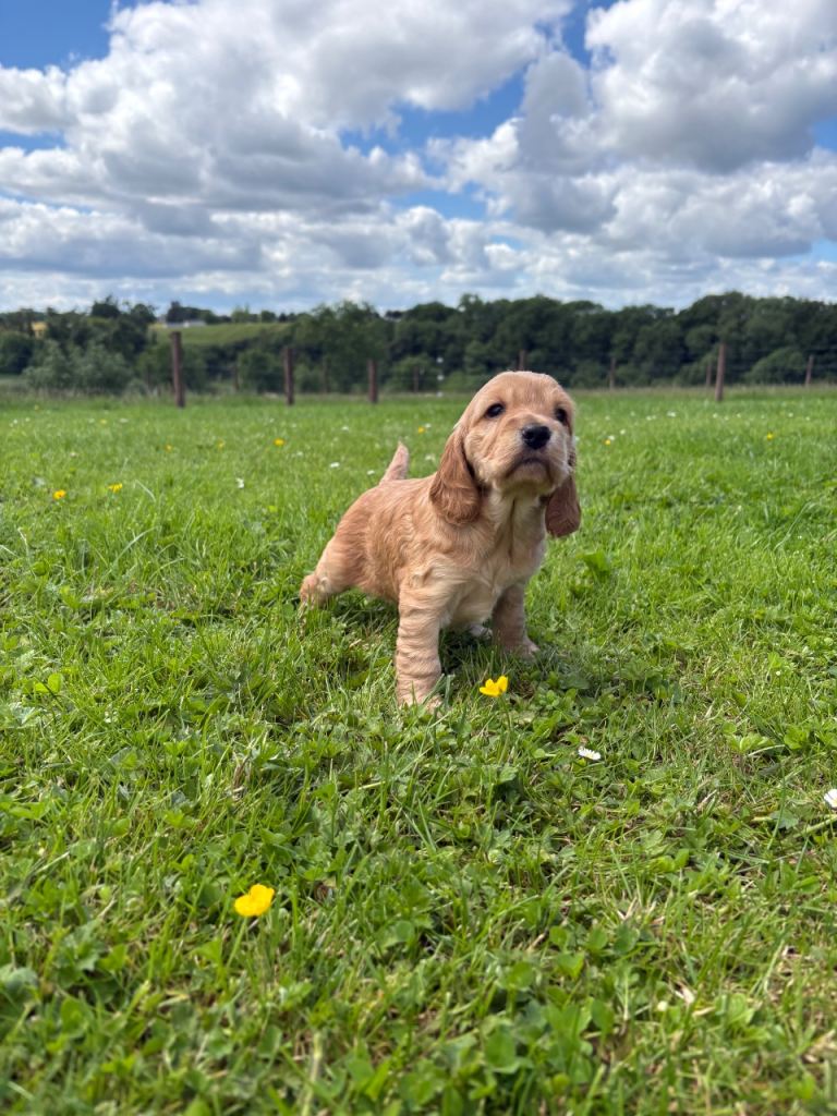 Gorgeous Cockapoo Puppies-All Sold
