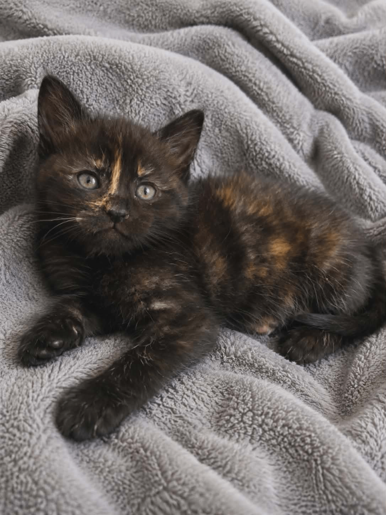 Gorgeous kittens