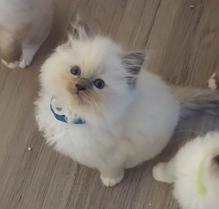 Kittens