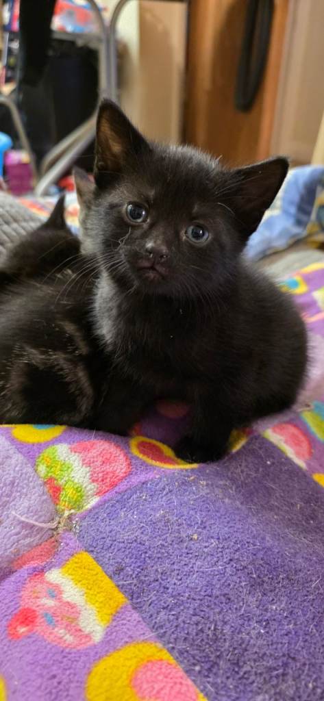 Male kittens for sale.