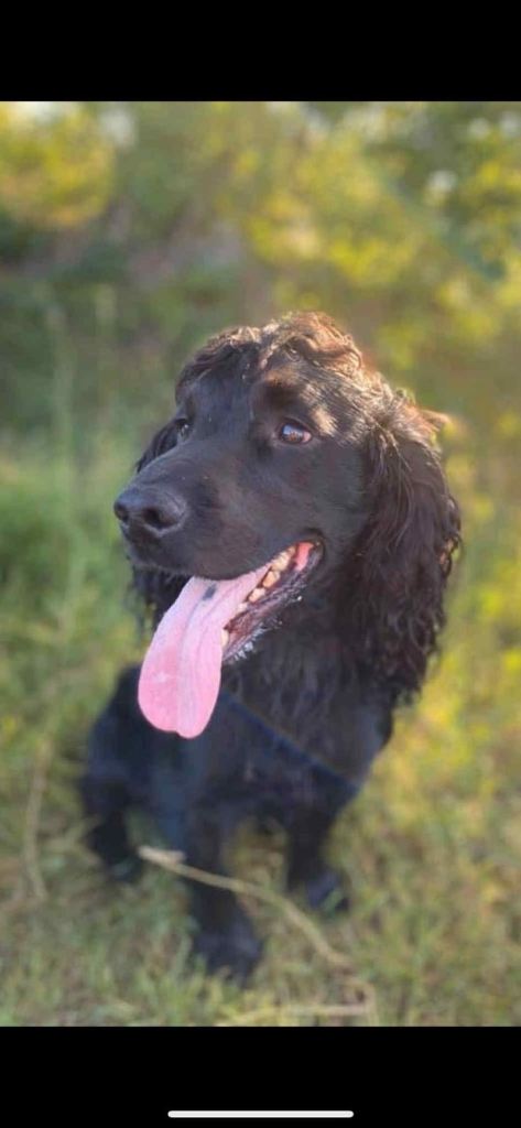 7 beautiful cocker spaniel puppies
