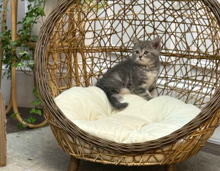 British shorthair kittens 