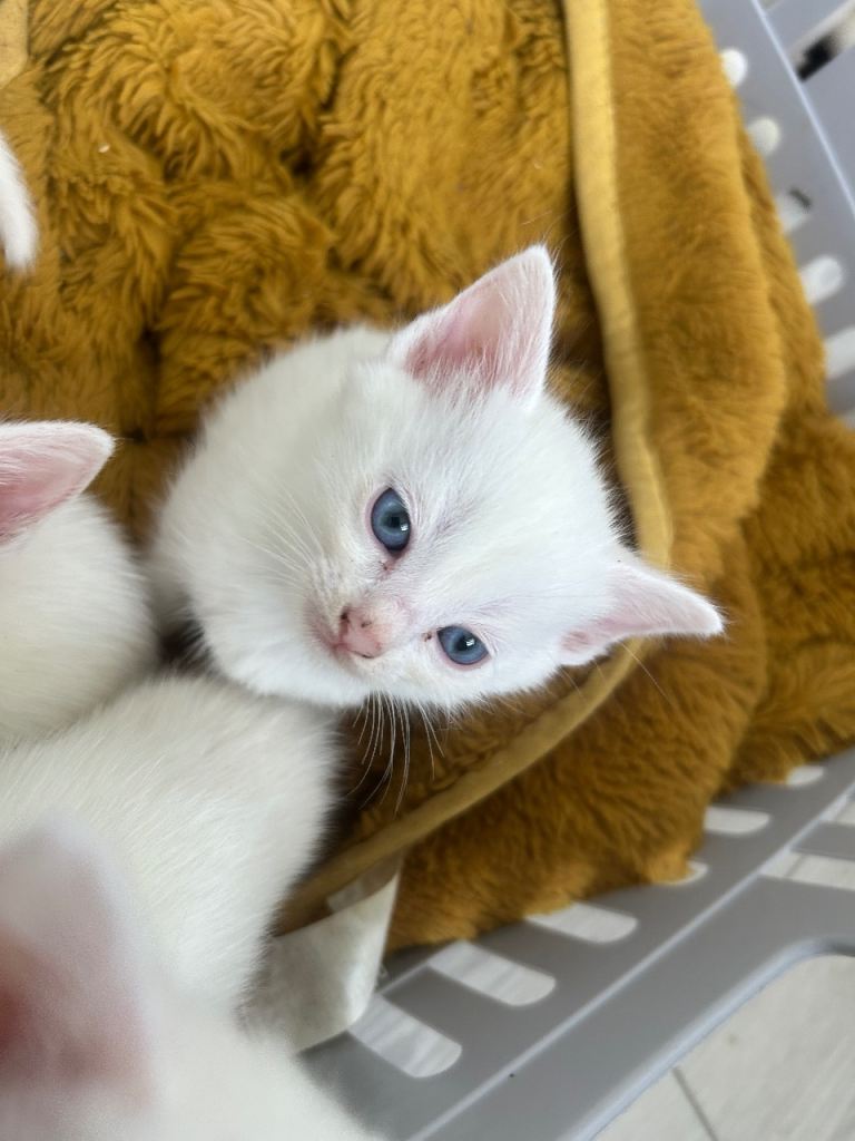 Beautiful Turkish angora X kittens available to wonderful families 