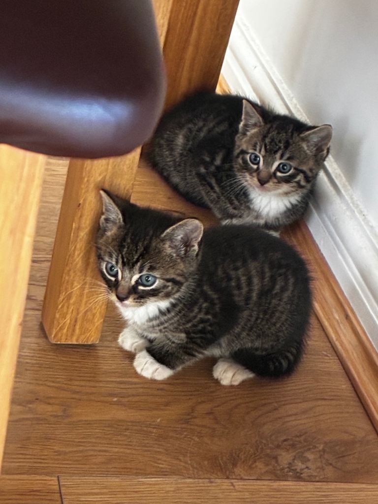 4 beautiful małe kittens 