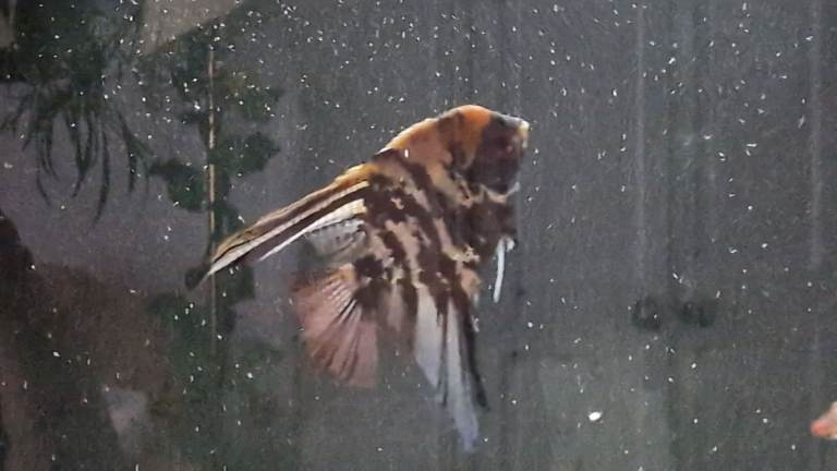 Fish tank Juwel Rio 300 