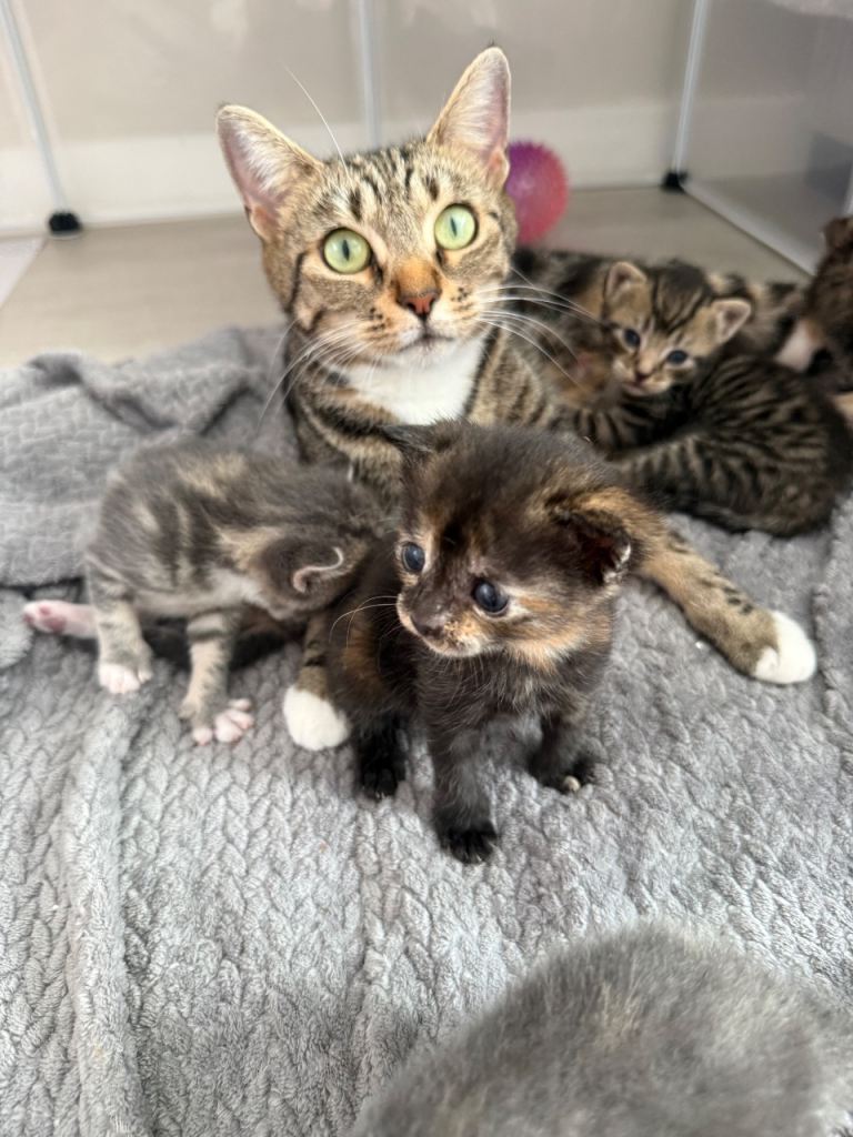 Bengal X kittens for sale 