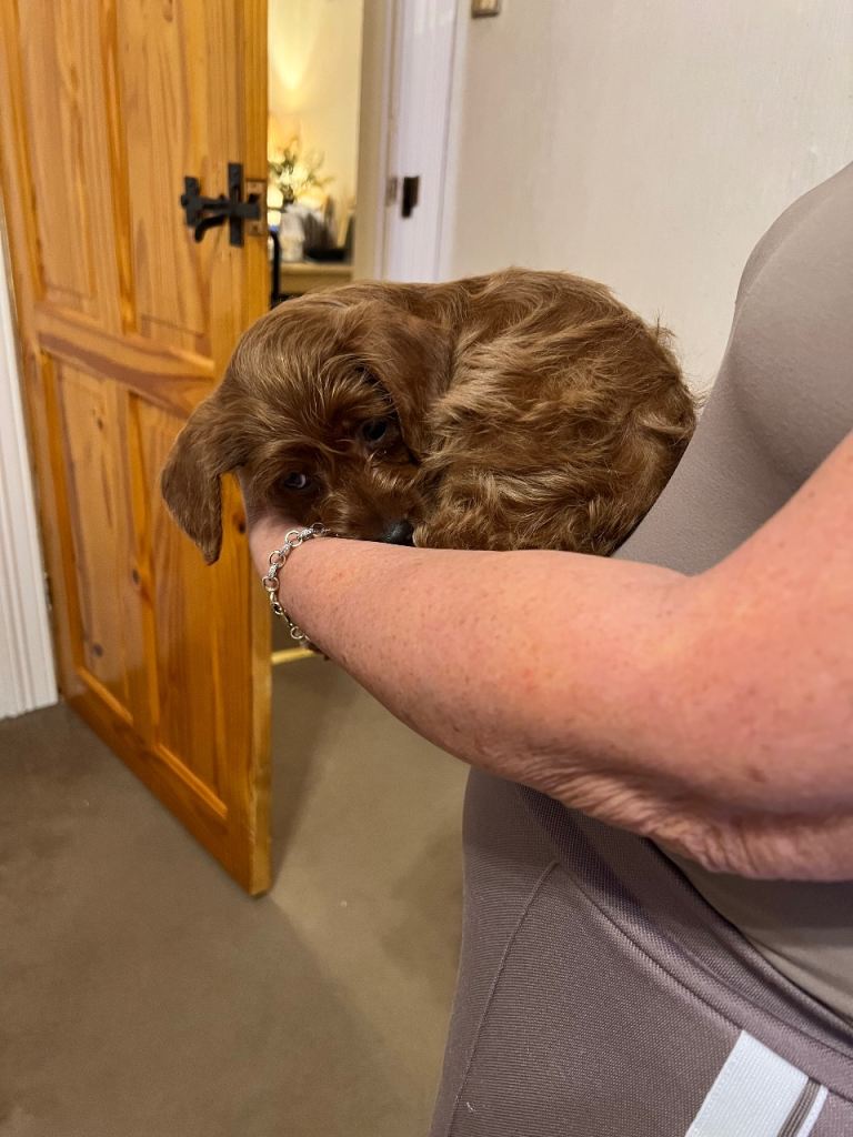 Adorable Poodle Puppies For sale.