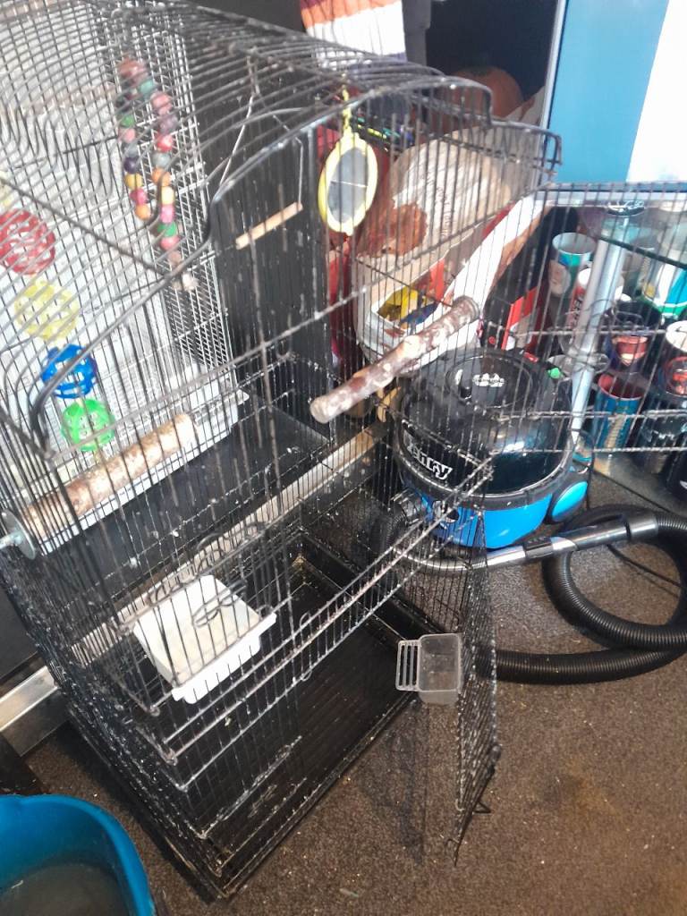 Tall budgie cage for sale
