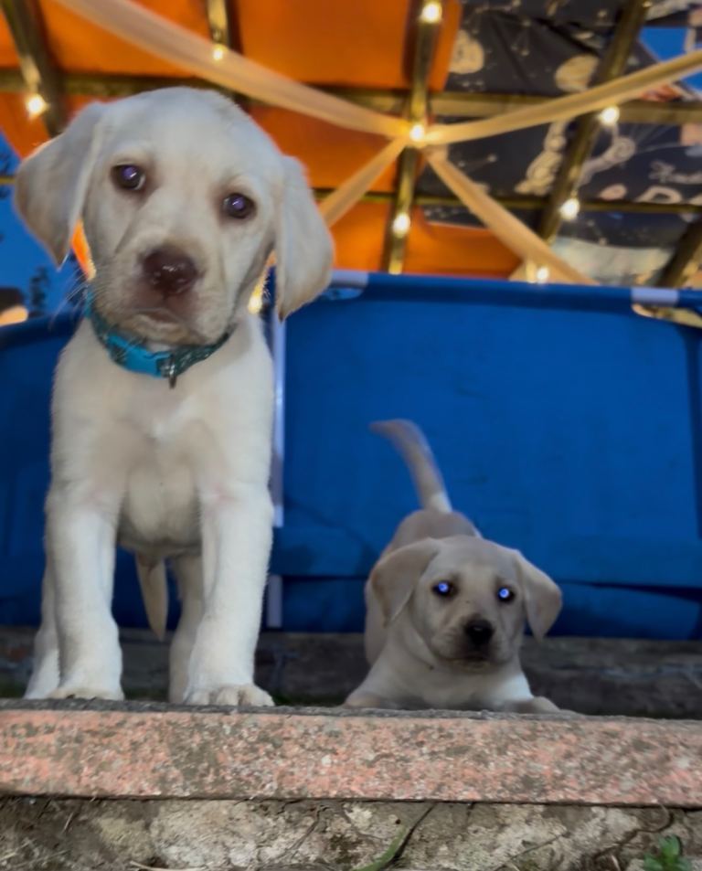  pedigree Labrador puppy fully vaccinated 