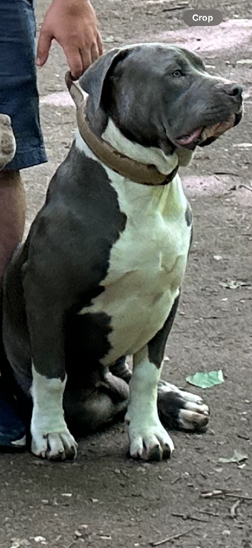 Urgent looking for forever home