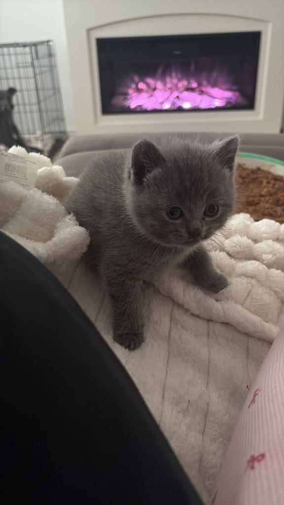 Blue British shorthair kittens 