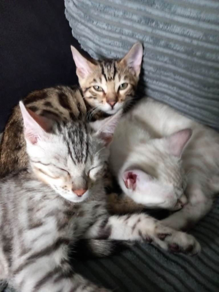 ✨ Cuddly Female Bengal Kittens Ready for Their Forever Homes! ✨