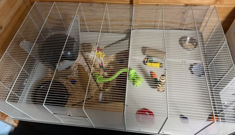 STILL AVAILABLE:  friendly satin black male mouse with full set up