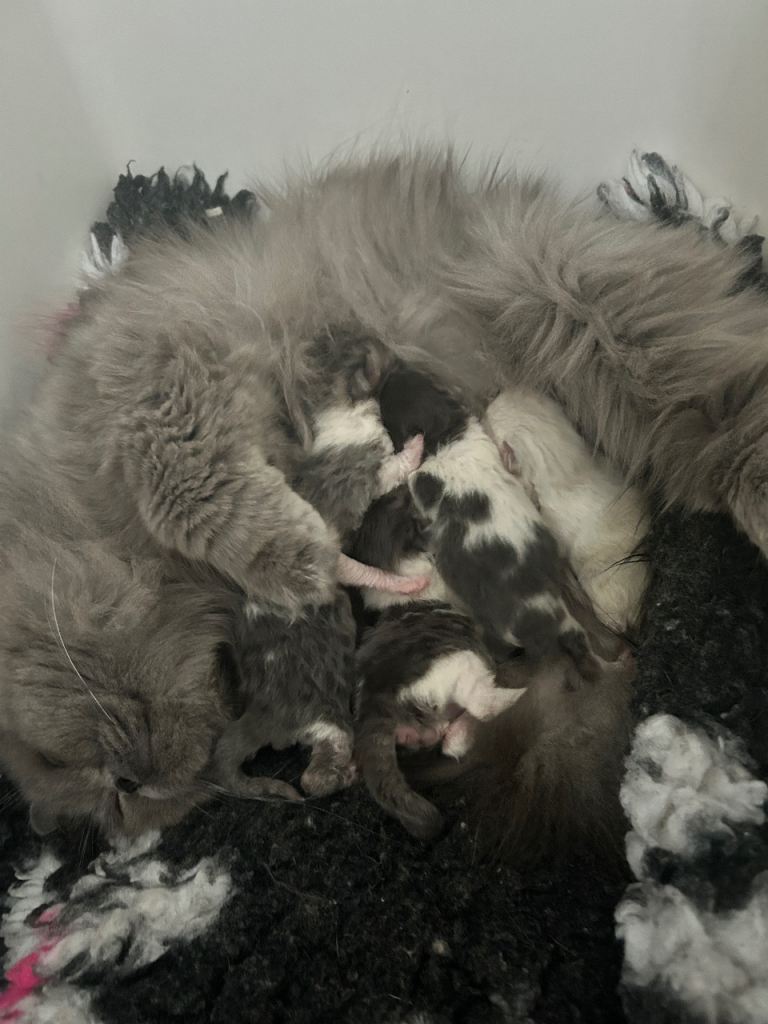 Lilic blue Persian kittens 