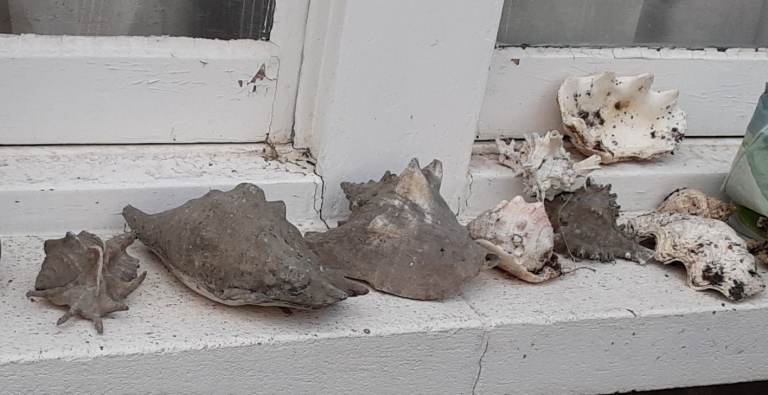 Large shells free