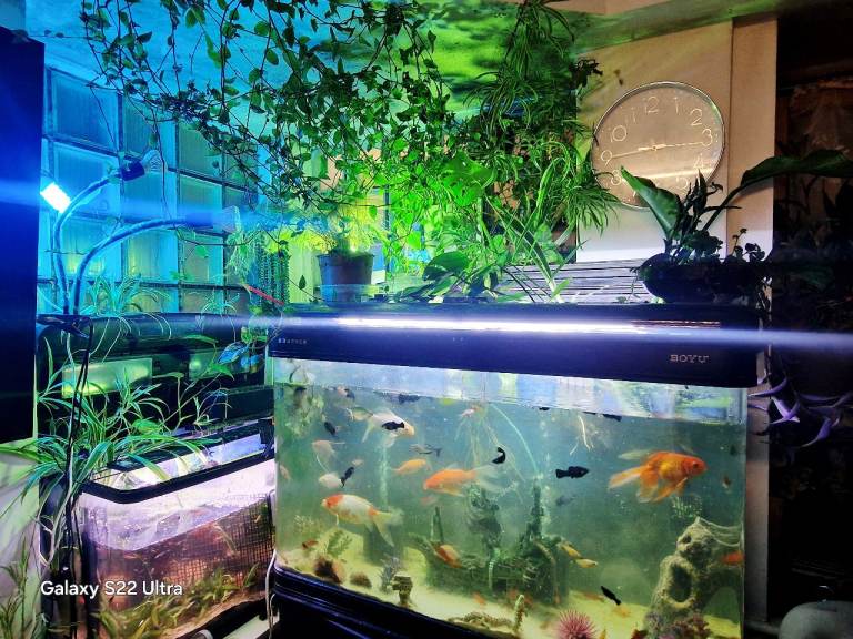 Tropical healthy colourful fish Swordtail ,Mollys, Guppies , Angel 