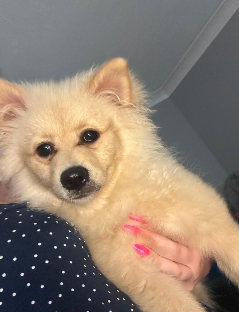 Pomeranian Puppy 5 months old