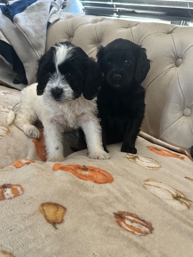 Spaniel puppies 