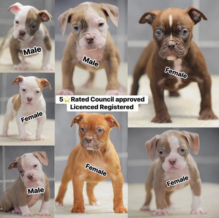5 star licensed breeder olde English bulldog old tyme bulldog 