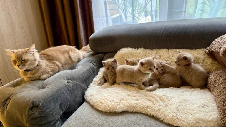 Beaitiful British kittens for sale 🐾