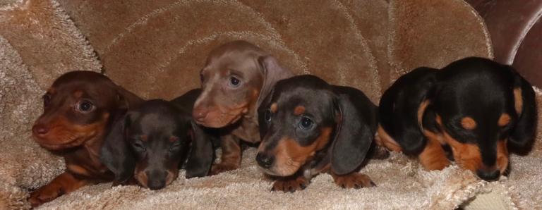 Miniature Dauchund puppy’s 