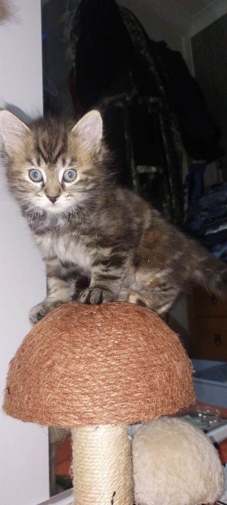 5 Adorable & Playful Kittens Ready for Loving Homes