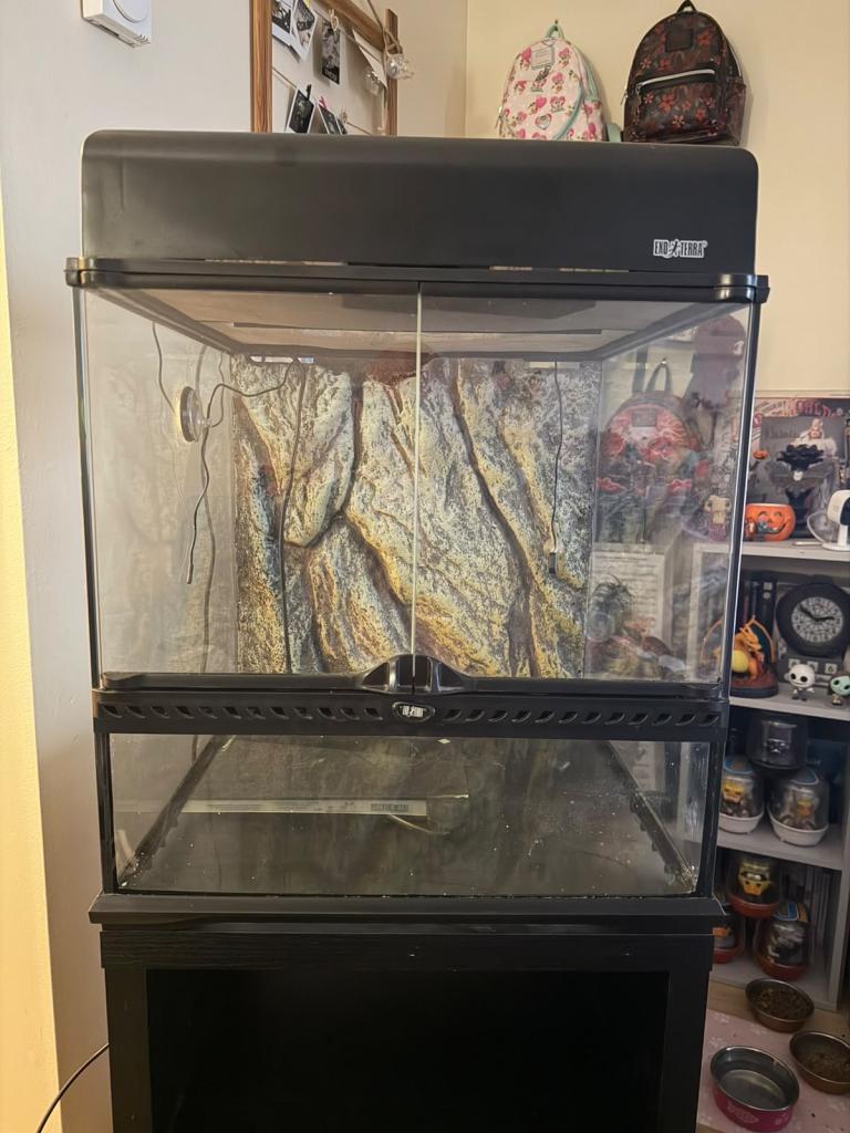 Exo terra lizard terrarium