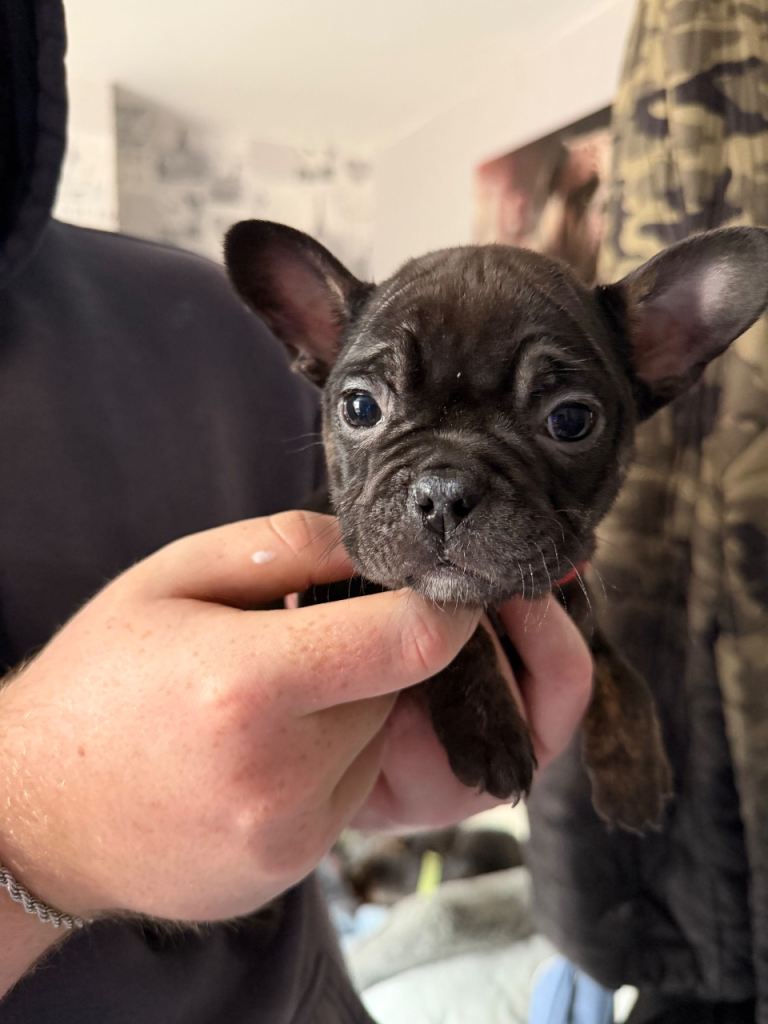 4 female fenchie cross pocket bull for sale