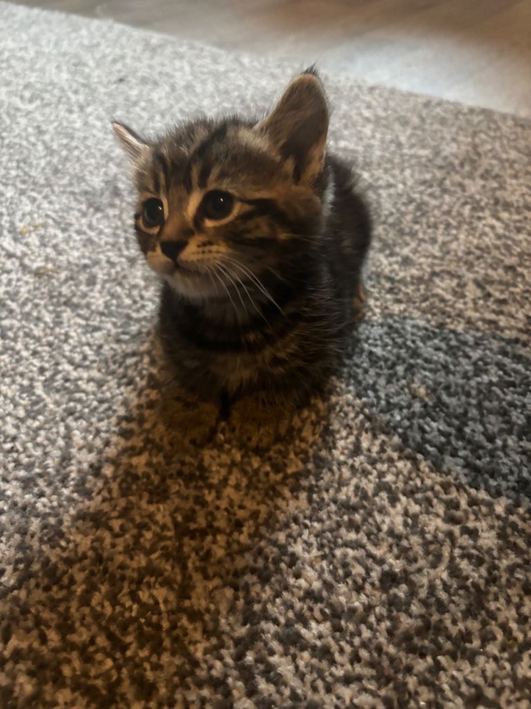 MALE KITTEN LOOKING FOR NEW HOME