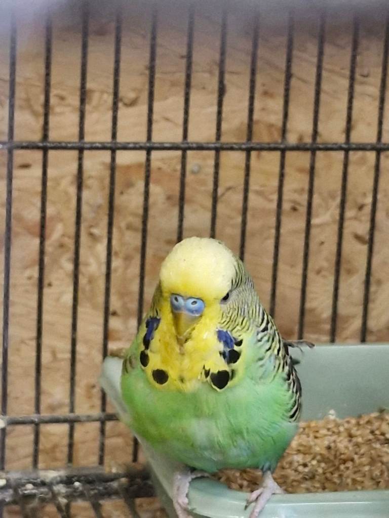 Australian Budgies