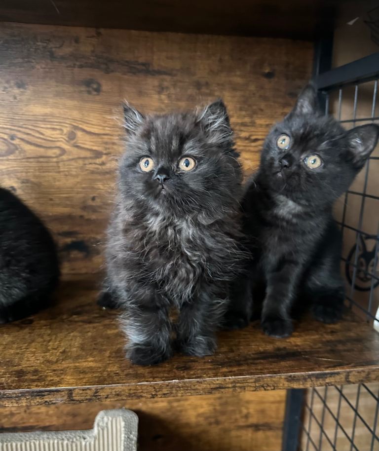 British shorthair and long hair kittens