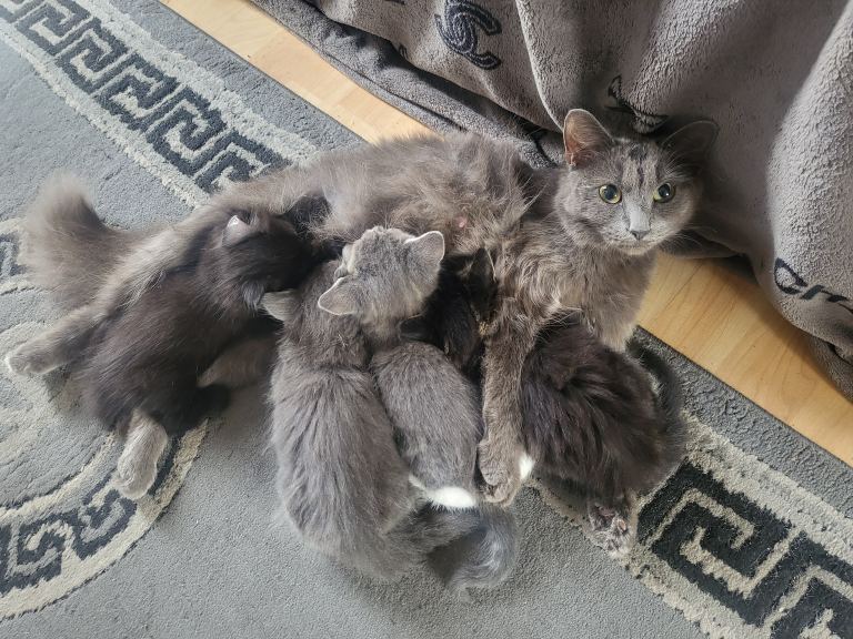** 3 RAGAMUFFIN X TABBY KITTENS 😸 ♥️ **