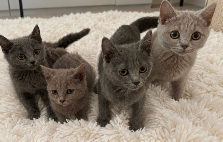 Beautiful British short hair x Russian blue 