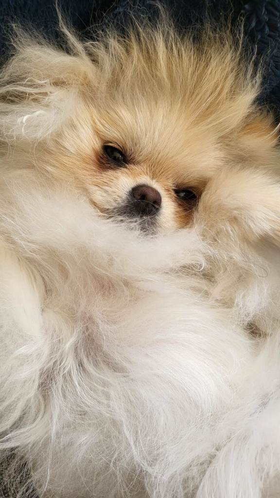 SOLD---KC Registered Pedigree Pomeranian Female – Tiny 2.2kg Teddy Bear Type