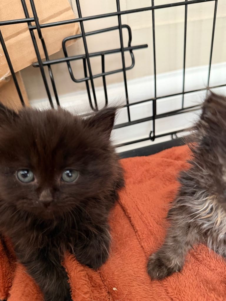 Beautiful Persian x kittens 
