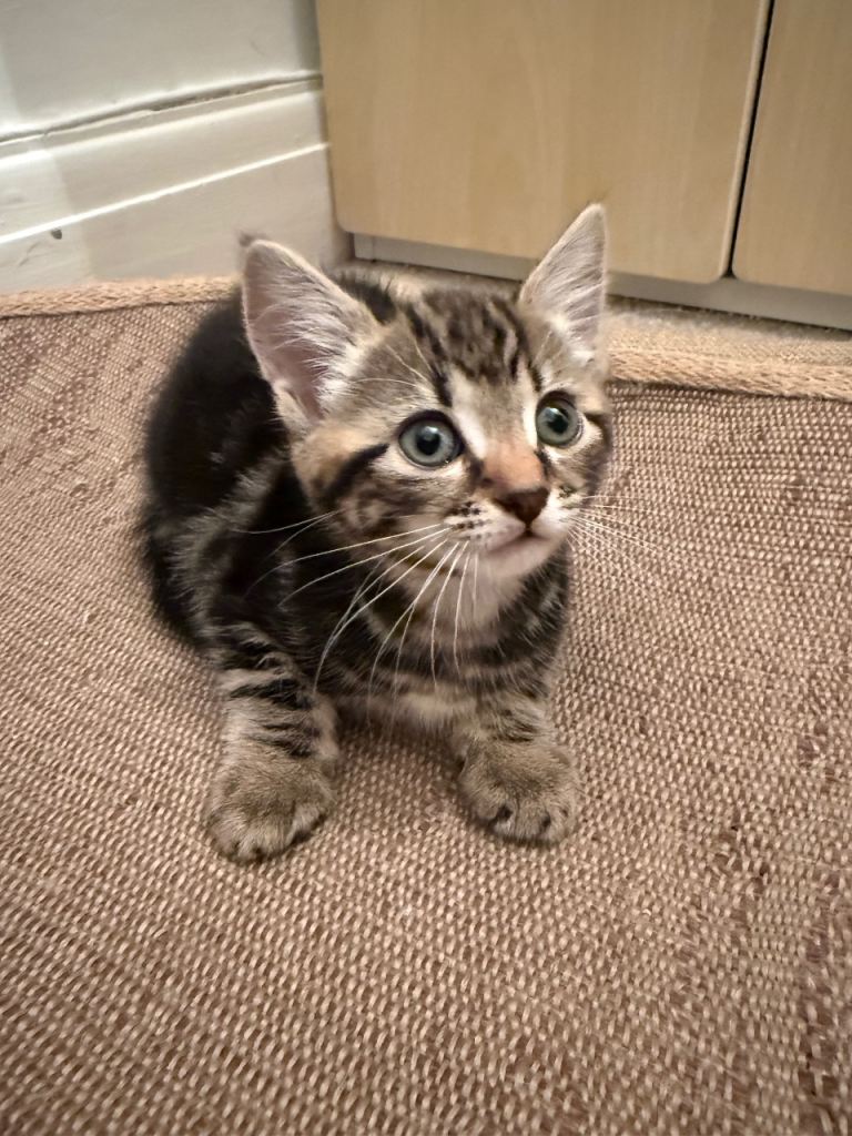 3 kittens. 2 male black kittens. 1 female tabby