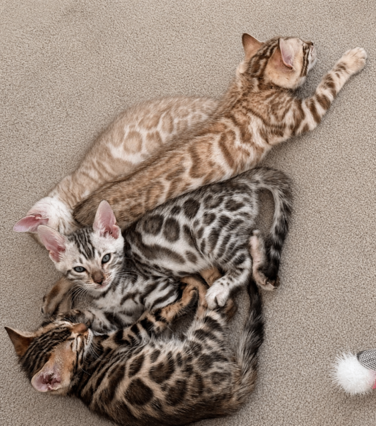 🐆 Stunning Bengal Kittens – Gorgeous Rosettes