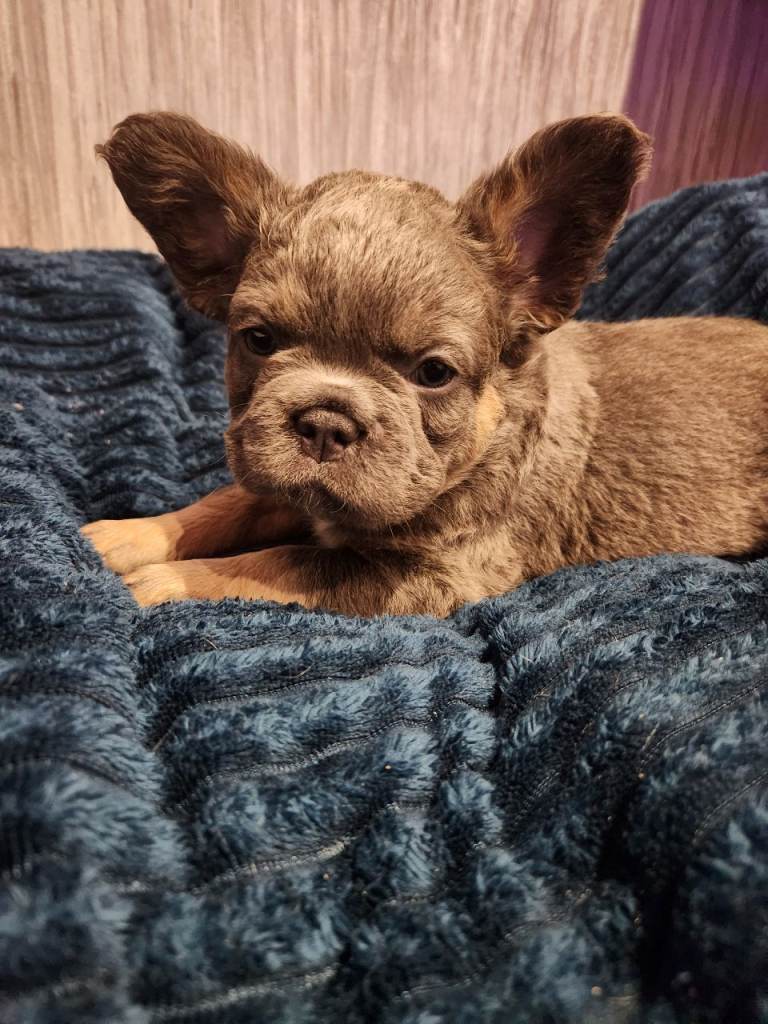 Fluffy french bulldog 