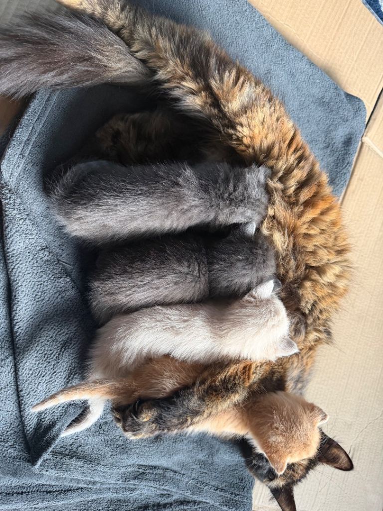 4 gorgeous kittens for sale 