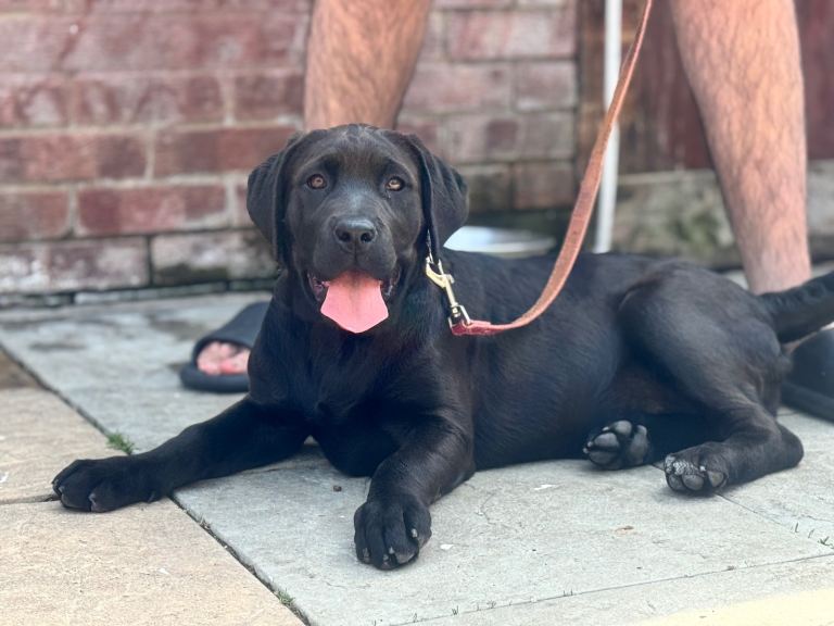 CANE CORSO X PRESA FEMALE PUP 