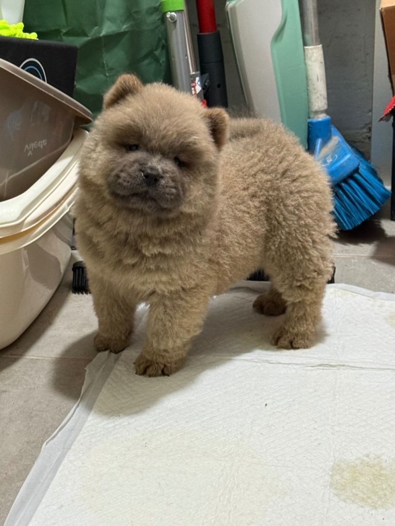 High quality chow chow looking for new home 