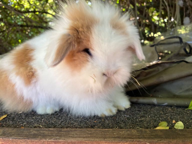6 beautiful mini lop babies and one lionlop 